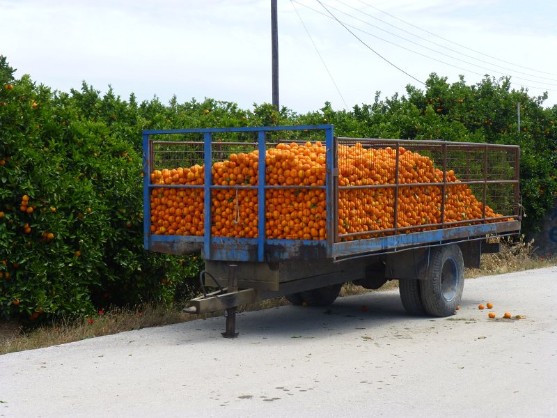 P1090012.JPG - Het was tijd voor de sinaasappeloogst. Kleine trekkertjes verzamelen hun oogst in dit soort karren en die worden dan weer overgeladen in enorme trucks.