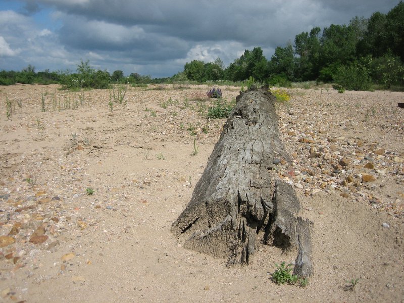 20060530_212_rustje_boom.JPG - De Loire staat niet altijd zo laag als nu. Deze boomstam lag hoog en droog op het strand.