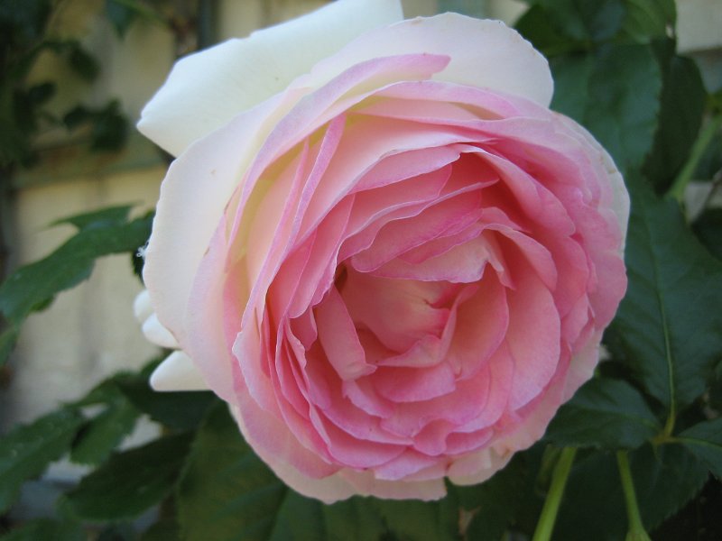 20060613_413_Chenonceau_kasteel_roos.JPG - Een roos in de tuin van Chenonceau.