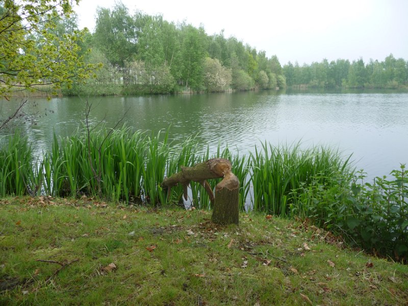 P1030282.JPG - 14 mei. Bij de Maasplassen bij Panheel komen we deze beverboom tegen.