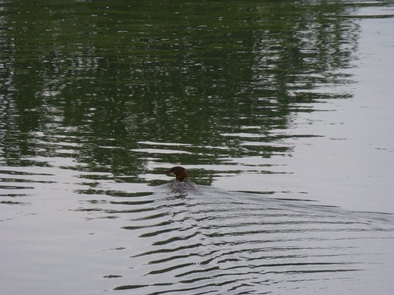 062-Bertoldsheim.JPG - Een zaagbek in de regen. Niet schuw - totdat we de camera op hem richtten.