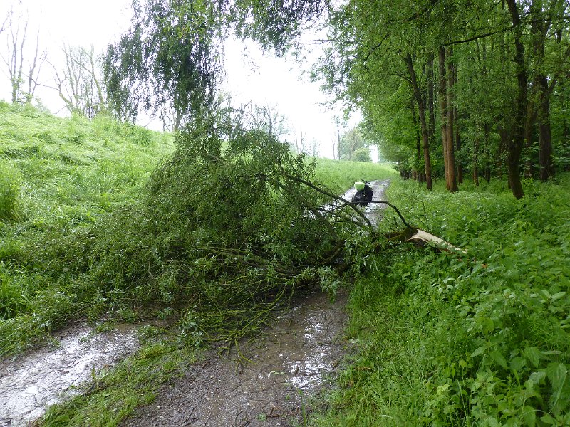 071-nabijVohburg.JPG - Die middag stroomt het van de regen en het waait hard. Het kostte nog moeite om langs deze afgewaaide tak te komen.