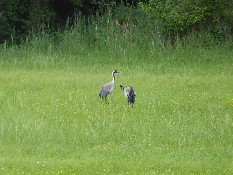 P1000204.JPG - Maar in de bossen eromheen komen we reeën en zelfs kraanvogels tegen!