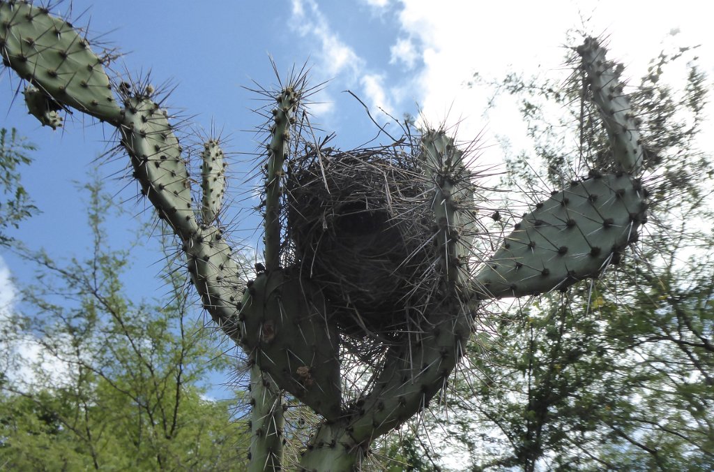 P1030521.JPG - Een vogelnest in een cactus