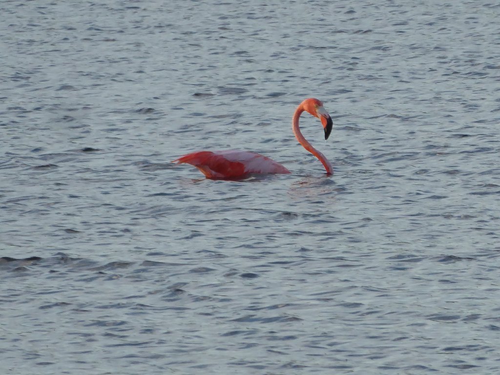 P1030570.JPG - En jawel. Je kan  ze van vlakbij zien, maar probeer ze niet te fotograferen, ze zijn erg schuw. Toch een paar foto's gelukt.