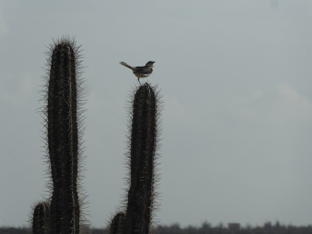P1030648.JPG - Een spotvogel op een cactus.