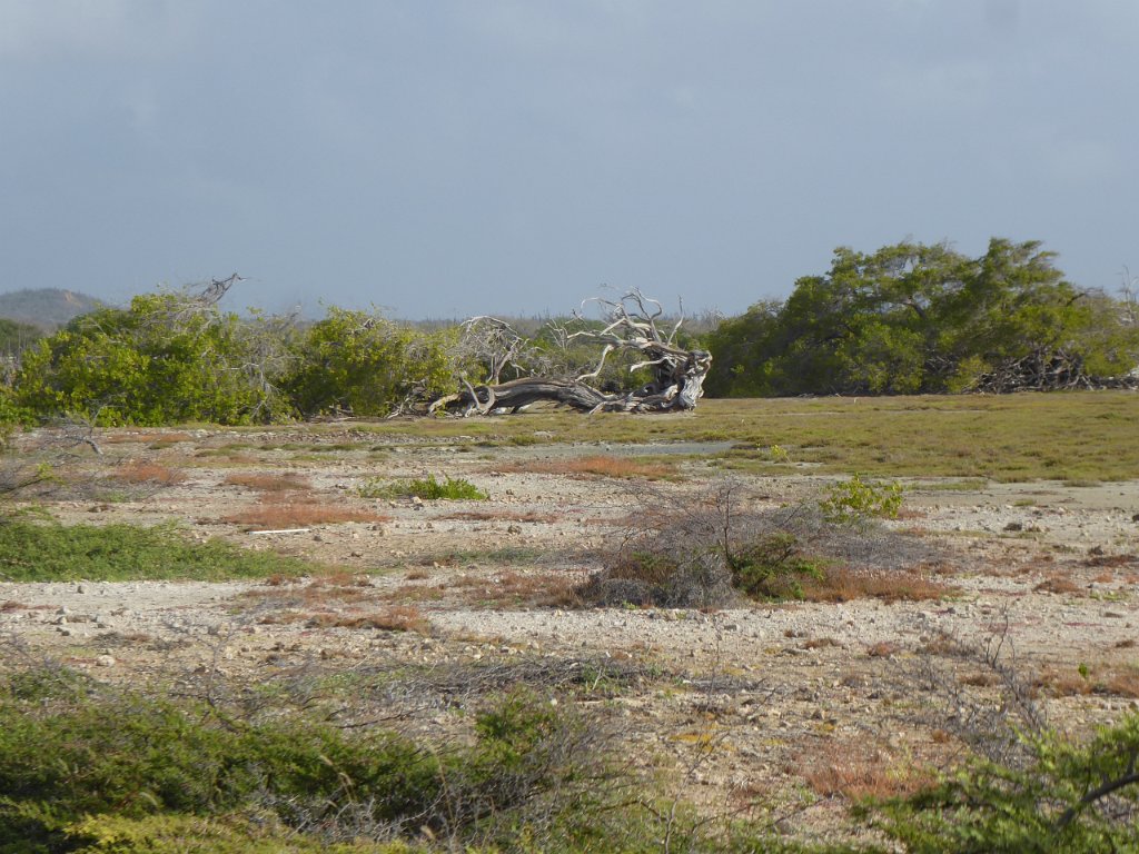 P1030660.JPG - Langs de Kaminda Sorobon, zuidoost Bonaire