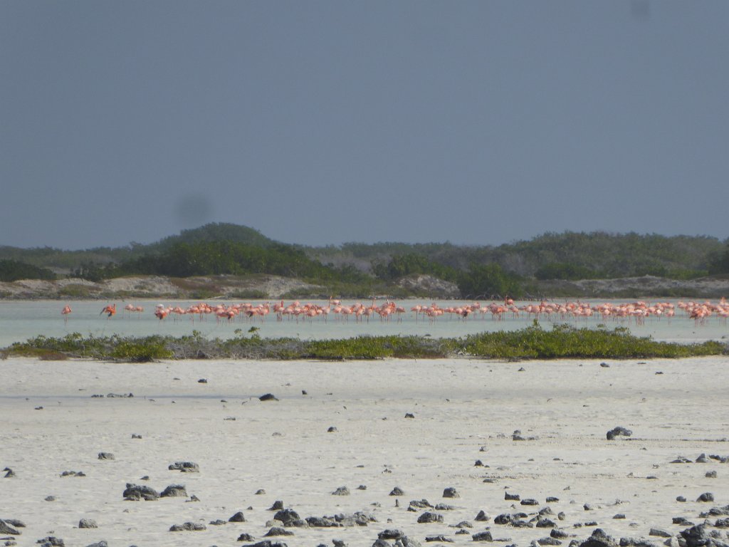 P1030736.JPG - Een deel van de zoutpannen is tegenwoordig natuurgebied: het Pekelmeer. Een vrijplaats voor flamingo's. Er zitten er honderden. Zoals gewoonlijk: veraf.