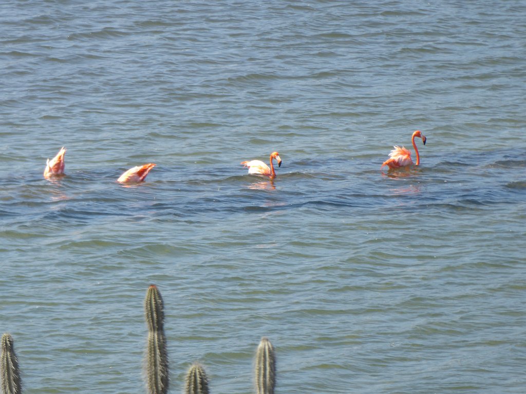 P1030999.JPG - Op het zoutmeer achter Slagbaai zaten weer tientallen flamingo's. Fourageren, fourageren ... de meeste van mijn foto's laten alleen vier konten omhoog zien.