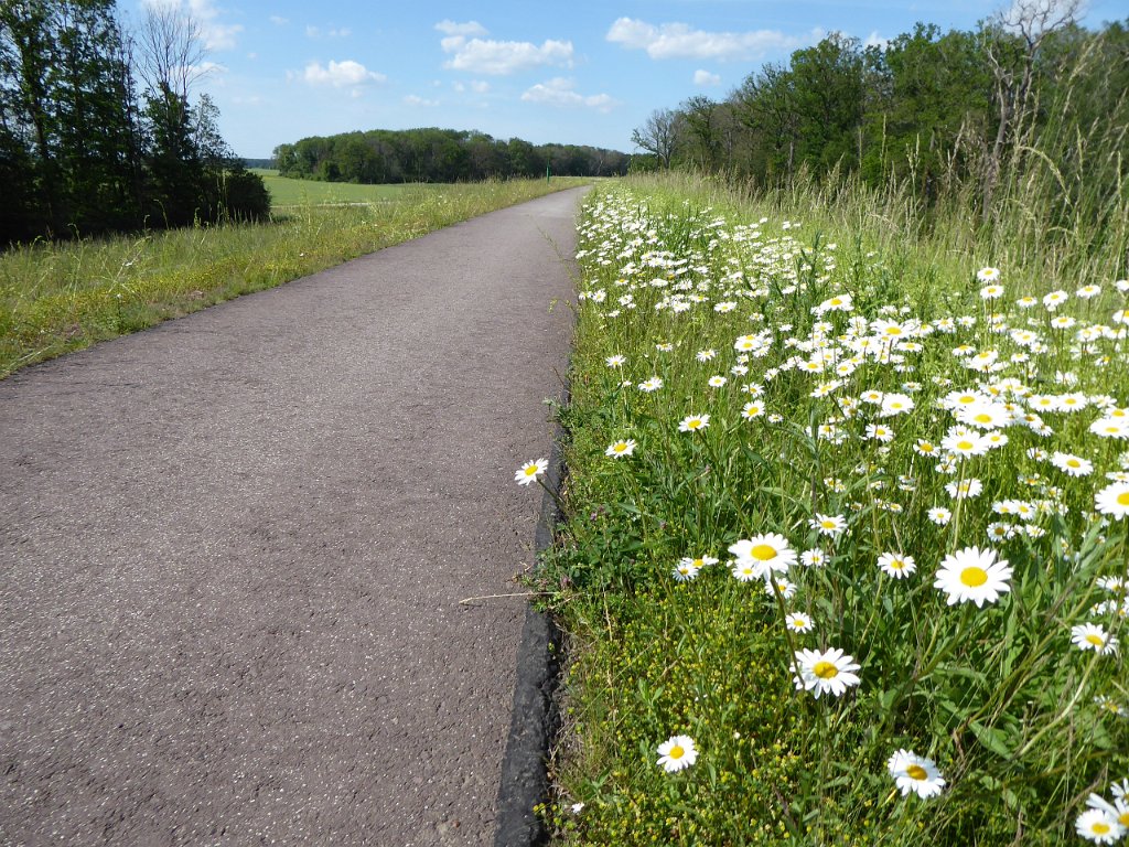 P1050193.JPG - Bloemendijk. De soorten wilde bloemen veranderen langzamerhand. Hier, ten noorden van Dessau, duizenden margrieten!