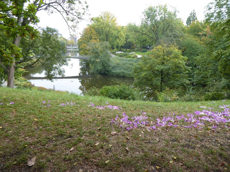 P1060136.JPG - 's Middags is het grijs maar droog. We gaan naar het park  "Planten un Blomen". Staat vol met herfsttijloos. En er spelen drie eekhoorns!