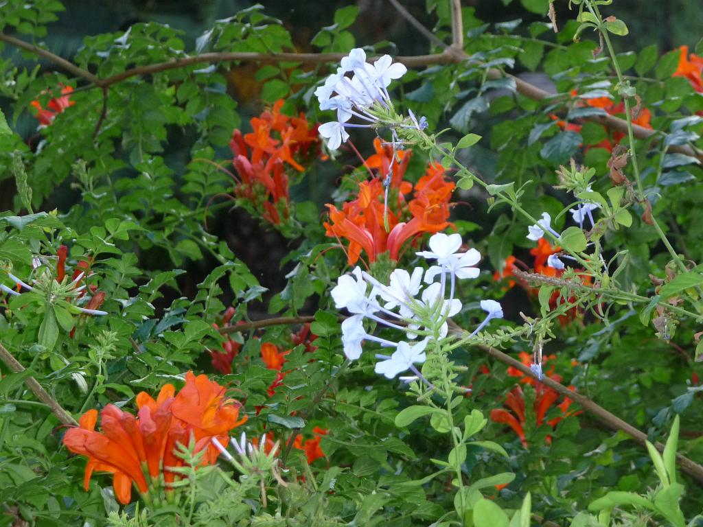 082_Bloemen_Ciutadella.JPG - Bloemen in het park.