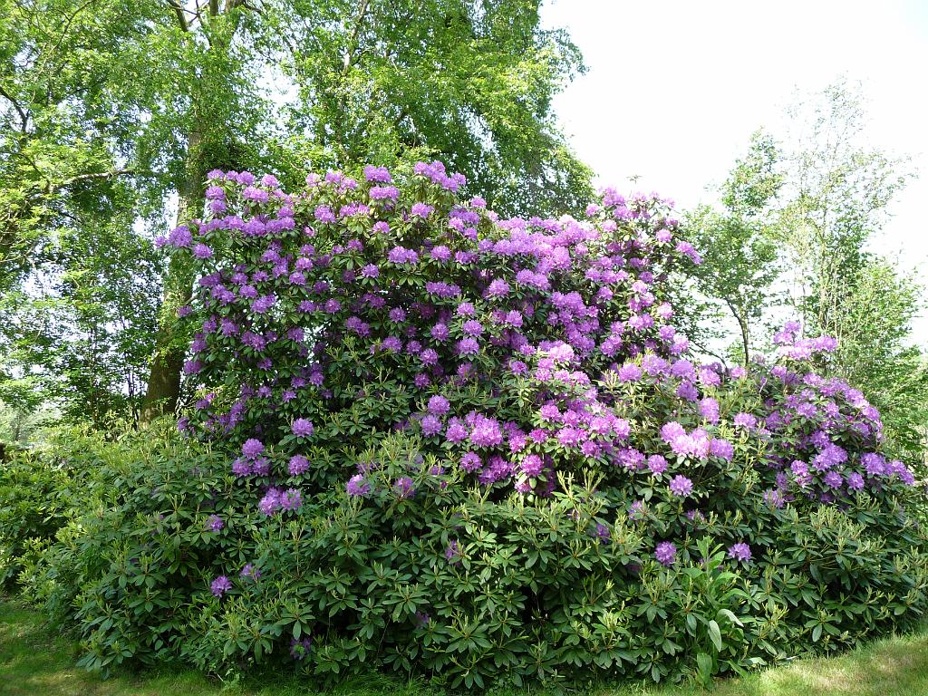 086_Rhododendrons.JPG - Wij zijn begonnen op 10 mei 2009. Toen we kwamen waren de rhododendrons in volle bloei. We hebben mazzel gehad met het weer: één dag stromende regen, een aantal dagen met buien maar merendeels droog en vrij veel zon.