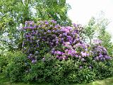 086_Rhododendrons