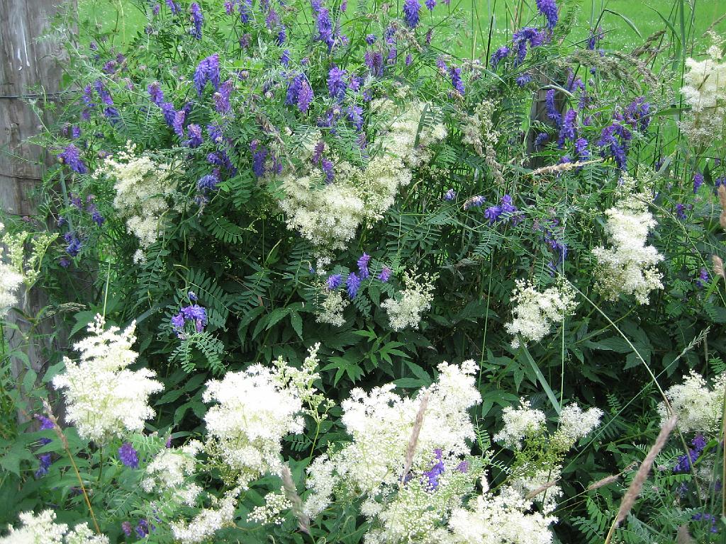 5768_FlamBermbloemen.jpg - Een weitje met wilde bloemen, zomaar ergens langs de weg.