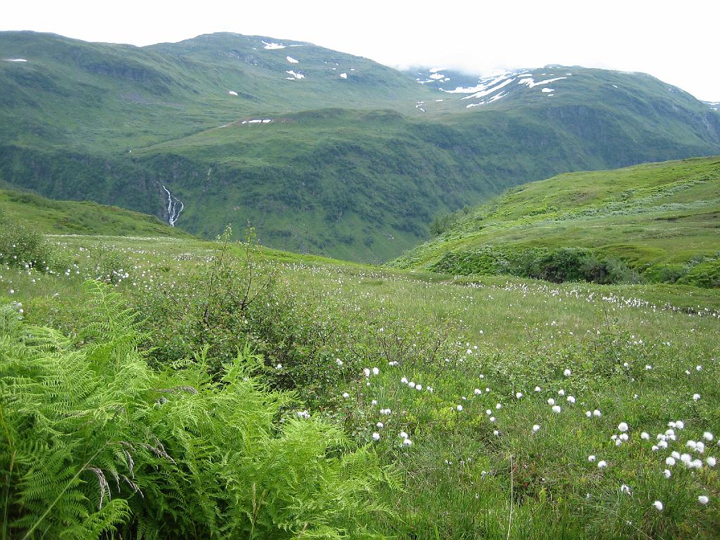 5788_VikafjelletVeenpluis.jpg - Bovenop die bergen vind je, tot onze verassing, vaak veen. Compleet met veenpluis. Nou snap ik wat ze met "hoogveen" bedoelen!