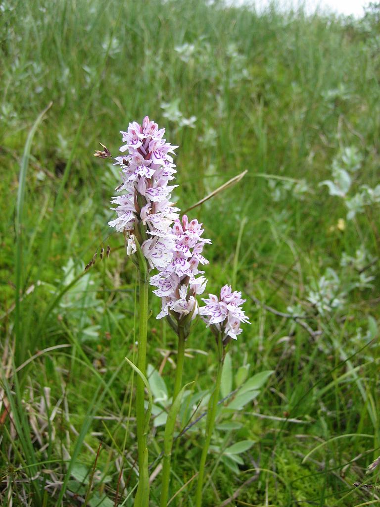 5791_VikafjelletOrchidee.jpg - En er staan ook orchideeën tussen.